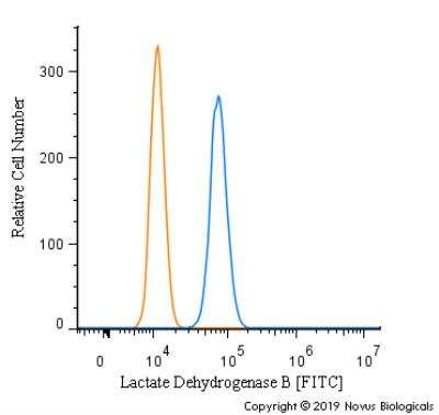 Flow Cytometry: Lactate Dehydrogenase B Antibody [FITC] [NBP2-53421F] - An intracellular stain was performed on SK-MEL-28 cells with Lactate Dehyrdrogenase B Antibody NBP2-53421F (blue) and a matched isotype control (orange). Cells were fixed with 4% PFA and then permeabilized with 0.1% saponin. Cells were incubated in an antibody dilution of 5 ug/mL for 30 minutes at room temperature. Both antibodies were conjugated to FITC.